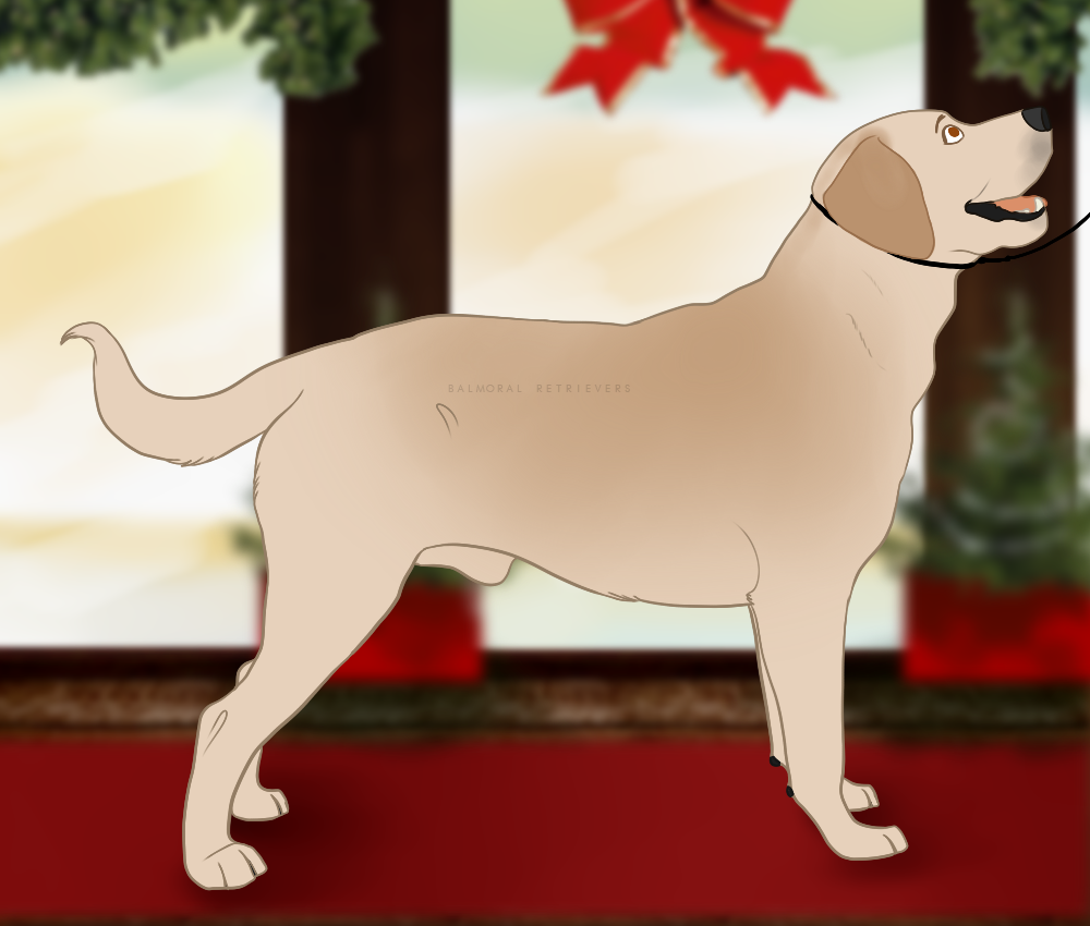 Rockin' Around the Christmas Ring by Balmoral-Retrievers