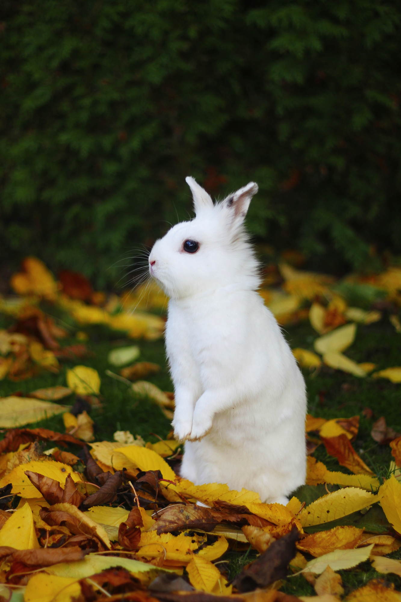 Moppel And The Leaves