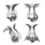 Noses study