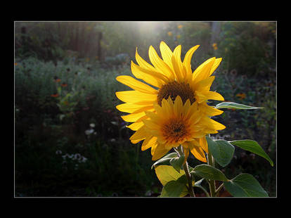 Sunflowers