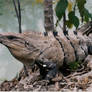 Iguana