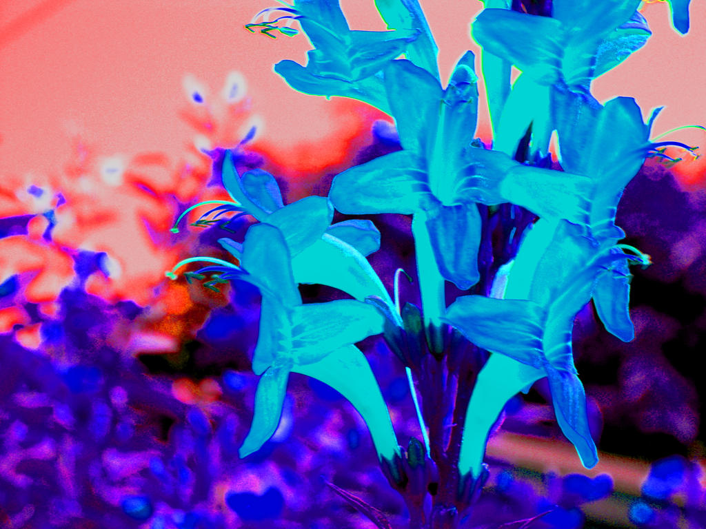 Inverted Rose Flower Inverted Flowers by AlyxHesser on DeviantArt
