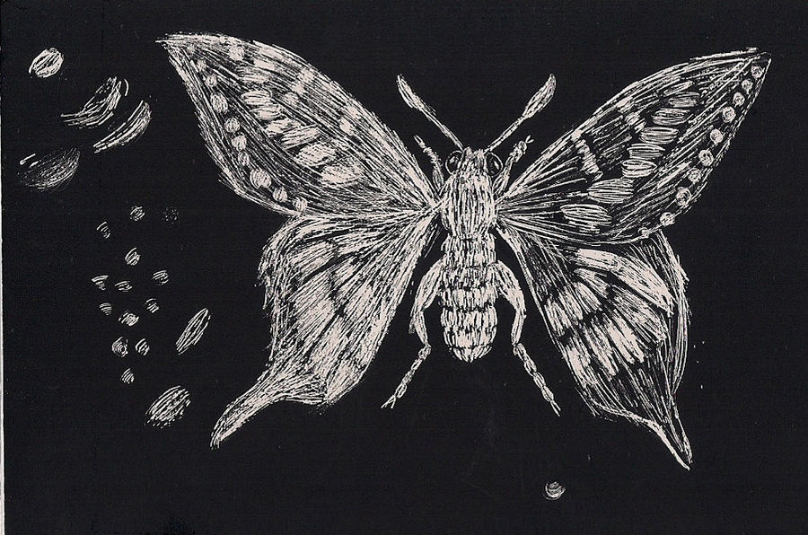 Butterfly Scratchboard, Nearly Finished, Made for my Drawin…