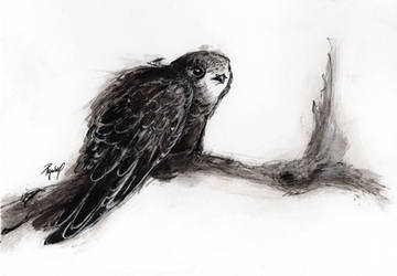 Inktober #1: Swift by Ryuvhiel