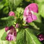 bitsy purple flower