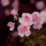 Pink Flower // Roze Bloem