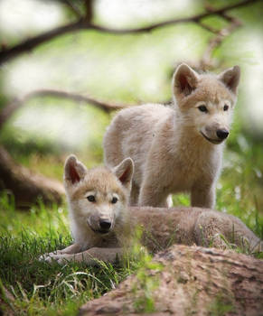 Adorable twins