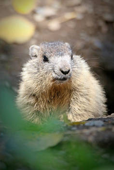 Baby  marmot