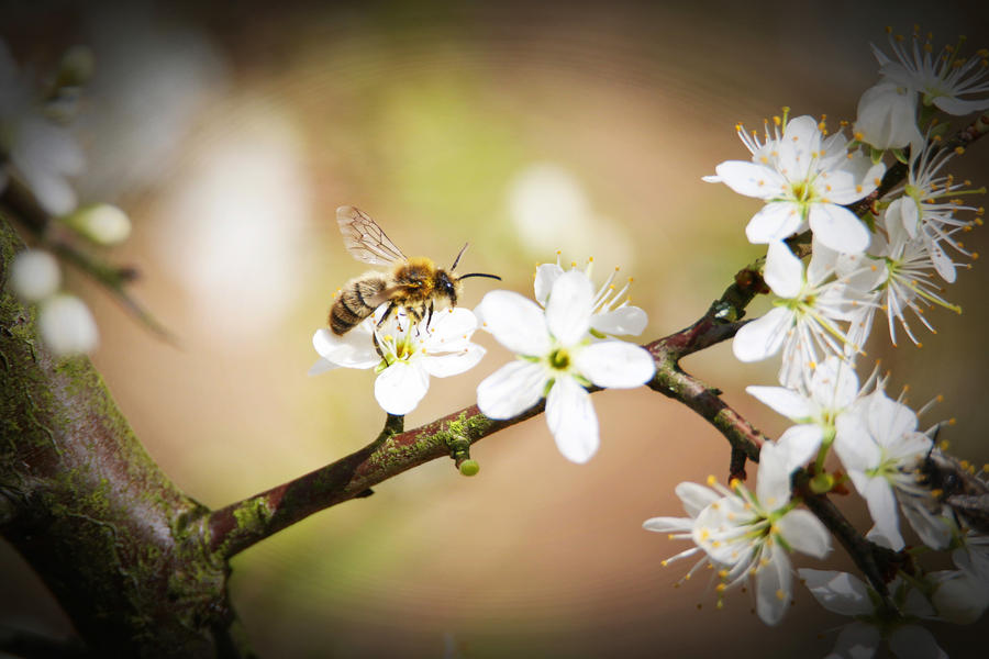 Rite of spring