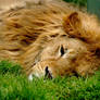 Lion stock