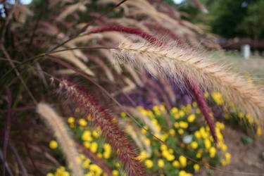 Earthbound Feather