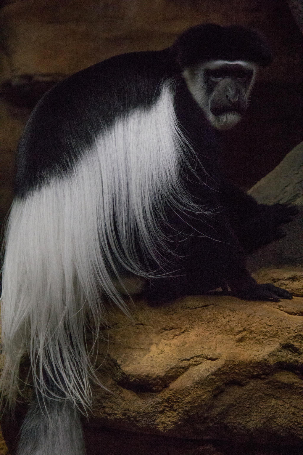 Colobus Monkey