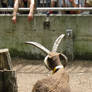 Manx Loaghtan Sheep and Children