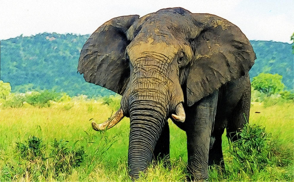 Elephants are big cats. Слоны. Слон фото. Млекопитающие животные слон. Хоботные (млекопитающие).