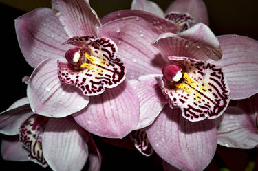 Orchids