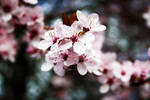 blossom by JessPusey