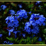 blue  flowers