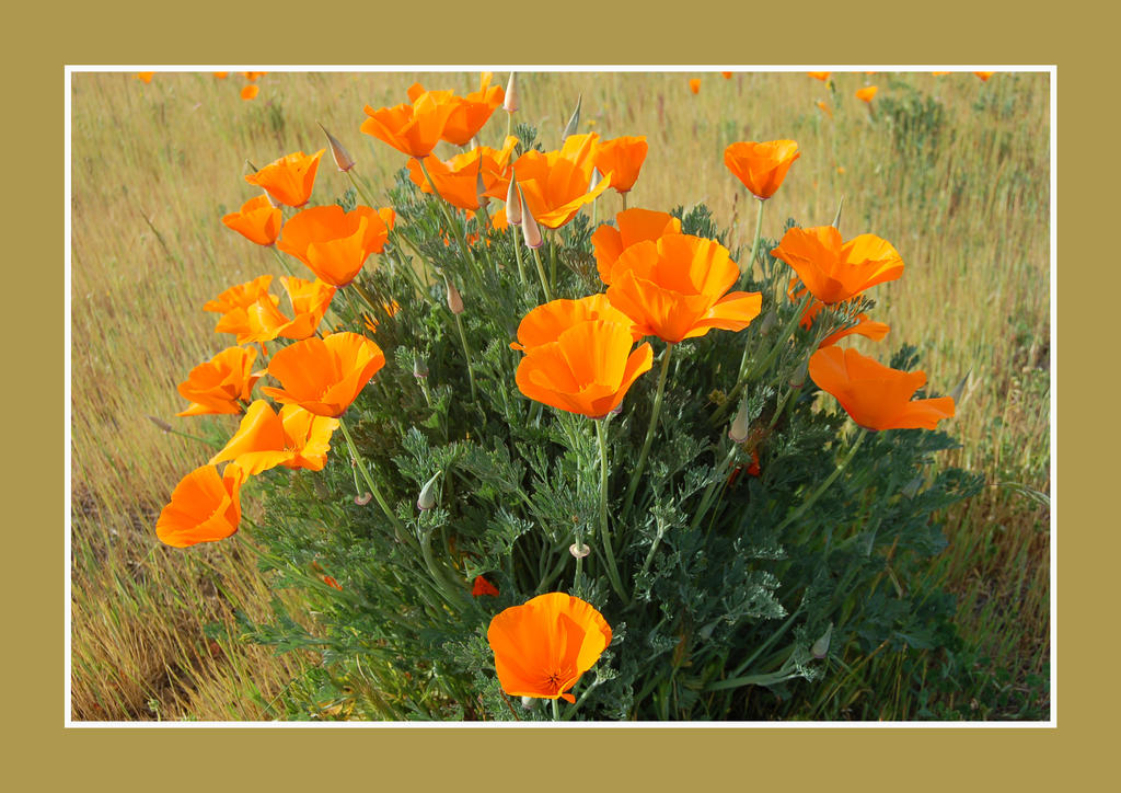 Spring Fever Poppy the poppy by SpringLilac on DeviantArt