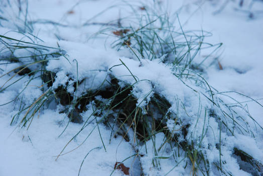 Covered in the snow