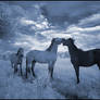 Blue Horses I infrared...