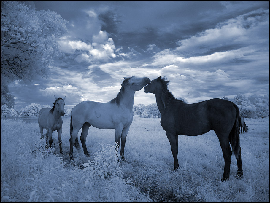 Blue Horses I infrared...