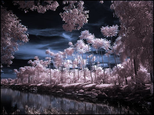 Tropical Garden infrared...