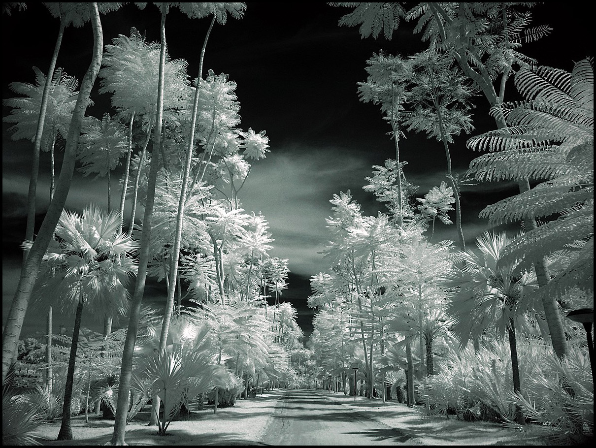 Tropical Garden II infrared...