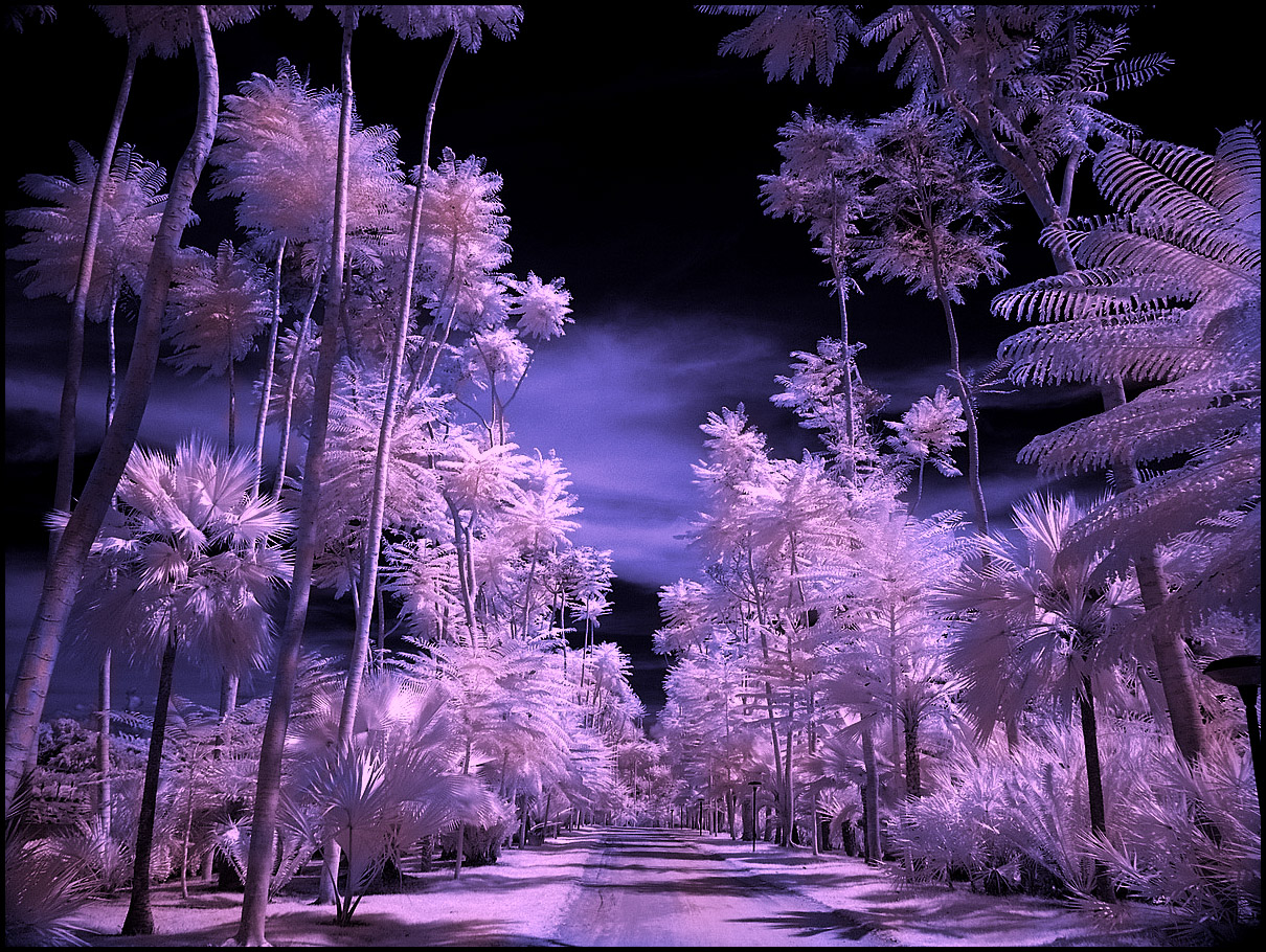 Tropical Garden IV infrared