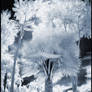 Tropical Garden V infrared...