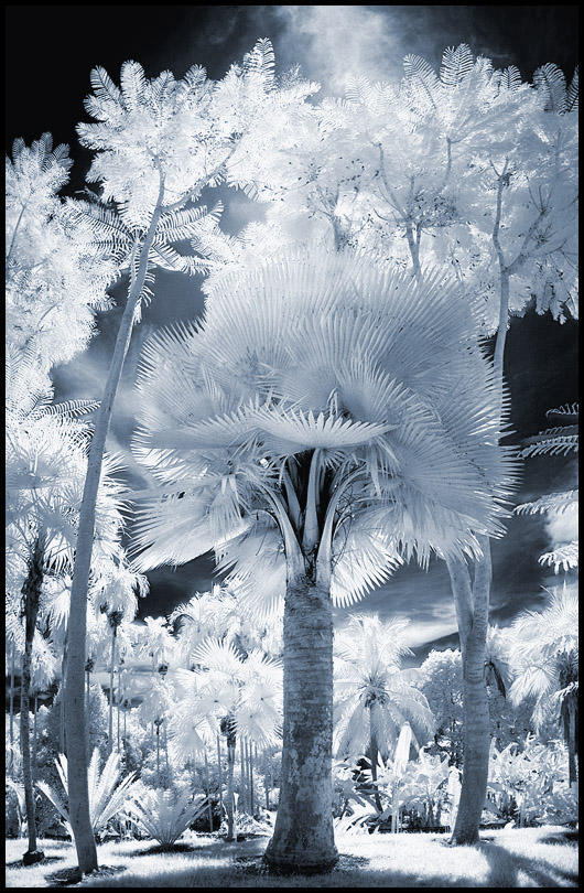 Tropical Garden V infrared... by MichiLauke