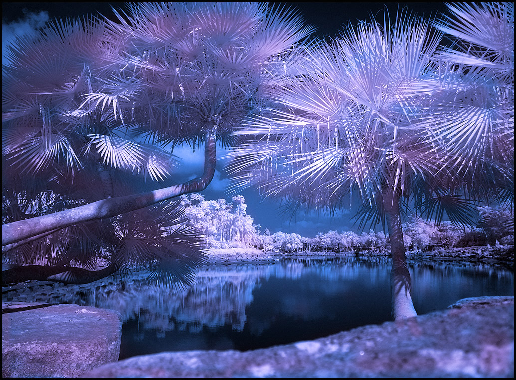 Tropical Garden VI infrared...