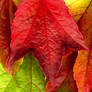 Autumn Leaves XXXL...