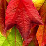 Autumn Leaves XXXL...