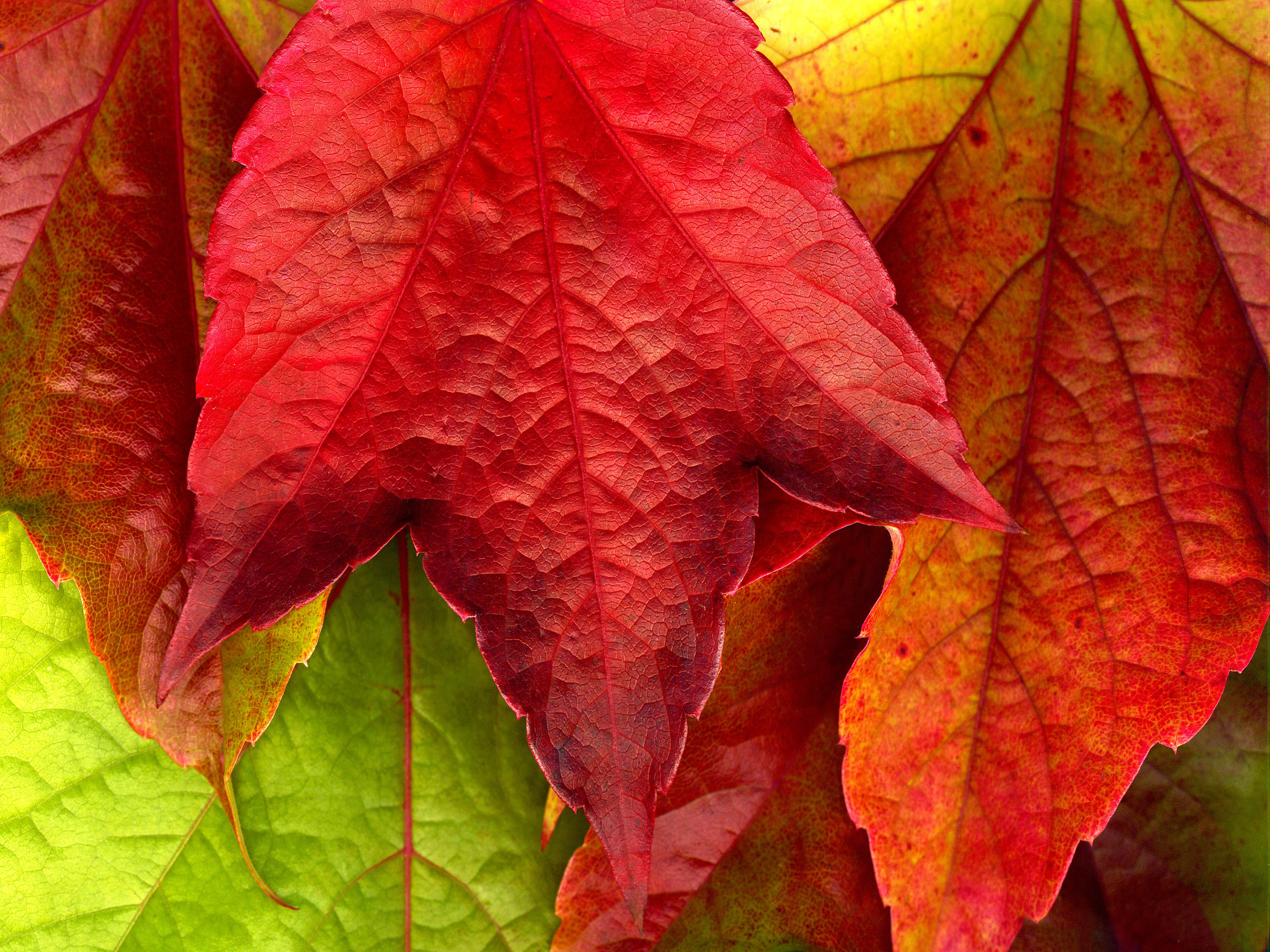 Autumn Leaves XXXL...