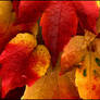 Autumn Leaves III...
