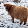 Highland Cow II Scottland...