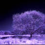 Wolni Spring Tree infrared...