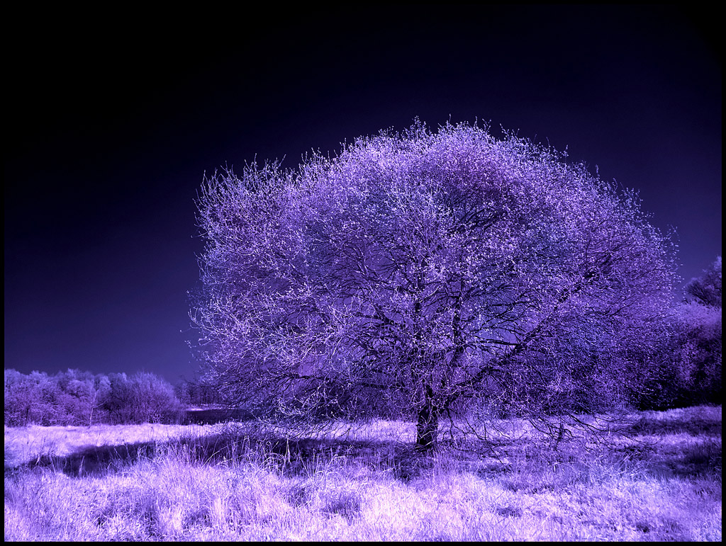 Wolni Spring Tree infrared...