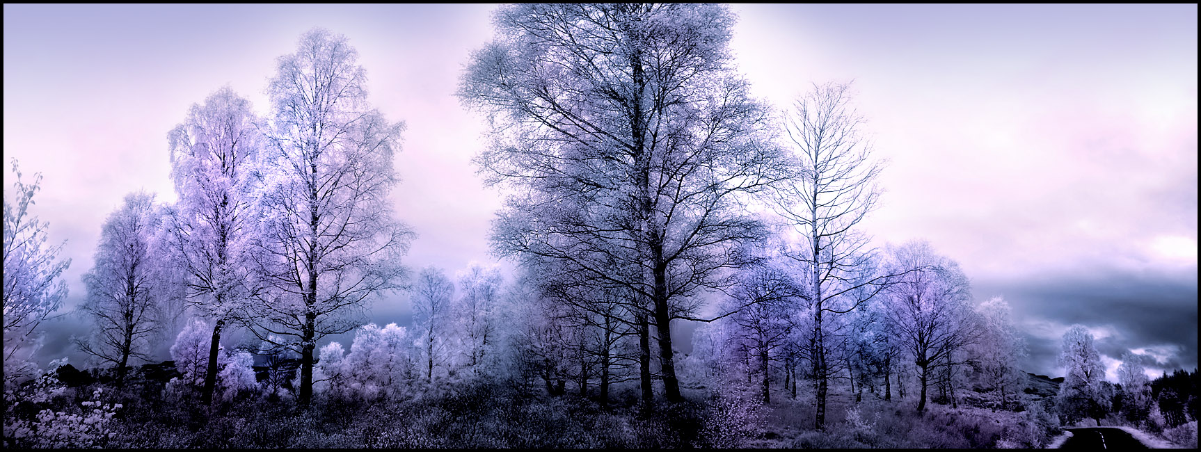 Birch Trees Pano Infrared...