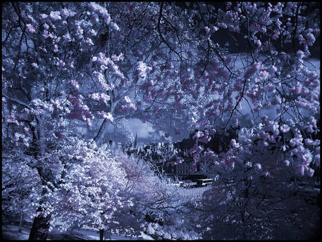 Edinburgh City Center Infrared