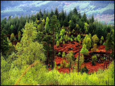 The Trossachs Spring Time...