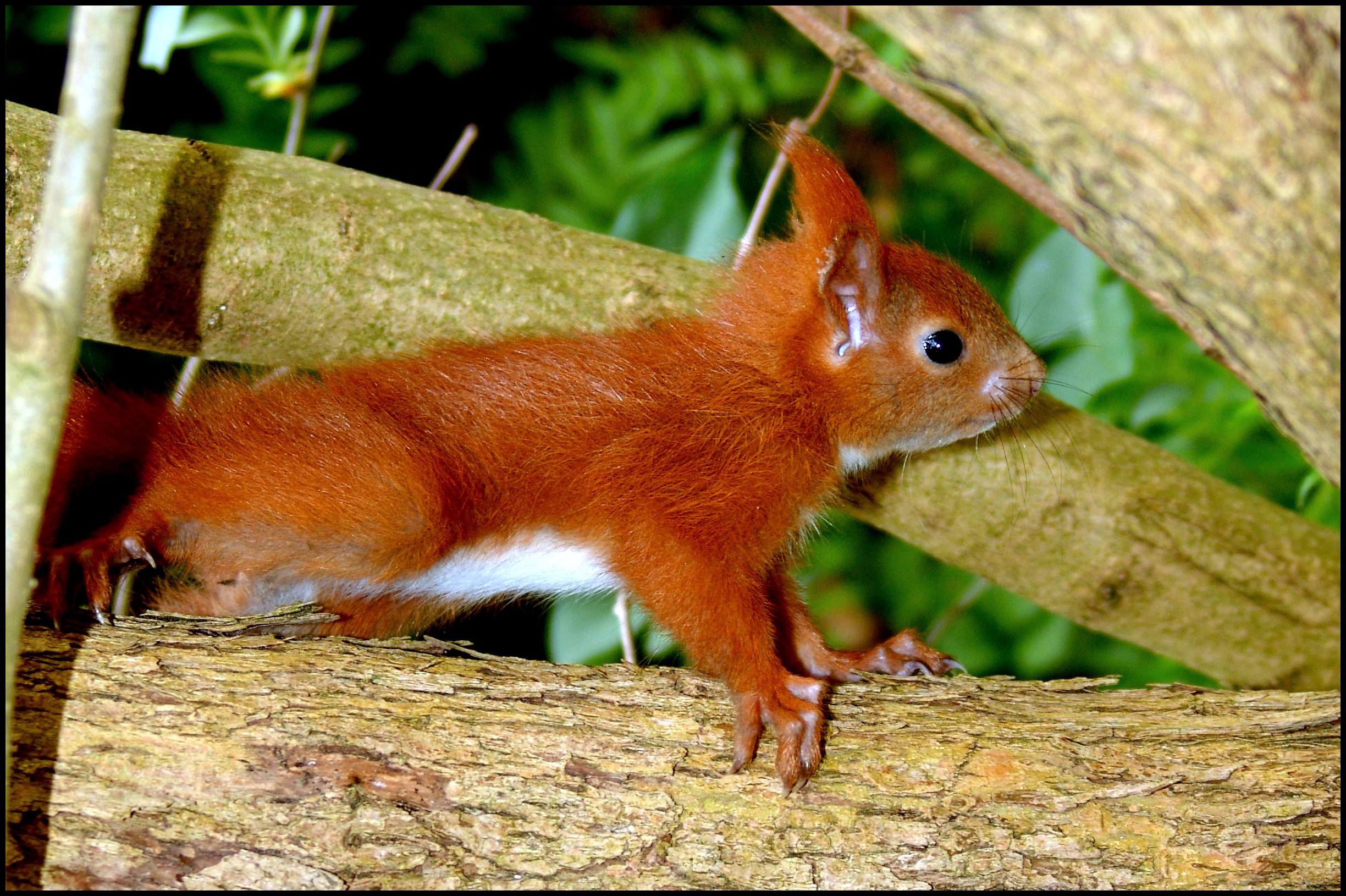 Red Baby Squirrel By MichiLauke On DeviantArt red-baby-squirrel-by-michilauke-on-deviantart