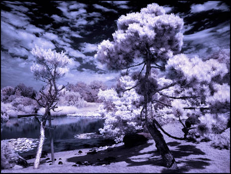 Puschel Trees Infrared...