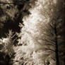 Conifer infrared...