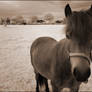 Pony infrared...