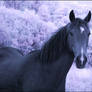Horse Lady infrared...