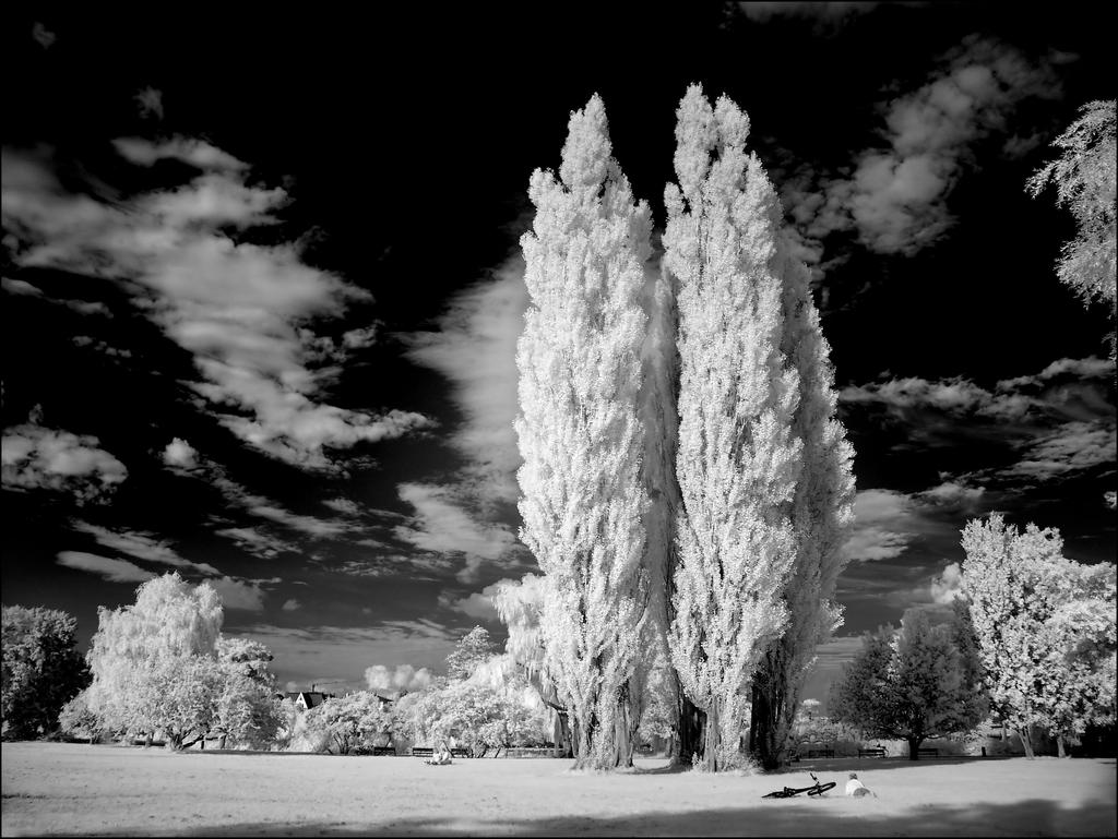 Cottonwood Trees II infrared