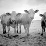 Three Calves infrared...