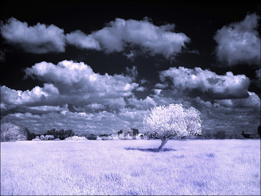 Tree infrared IV...