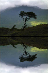 The Tree Loch Nah-Achlaise